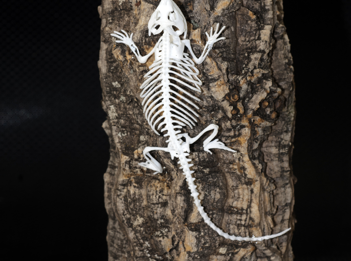 Bearded Dragon Skeleton - 6 Inches 3d printed