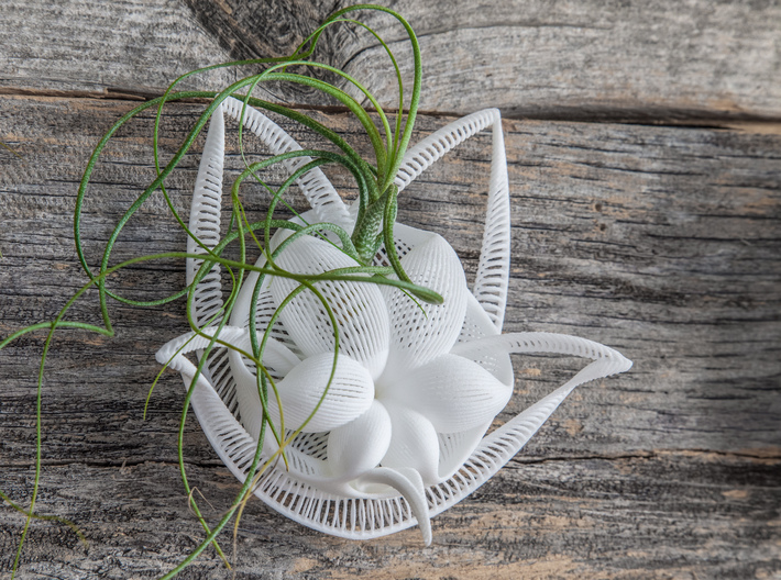 Bulbophyllum Gracilis Planter 3d printed Tillandsia species: T. butzii