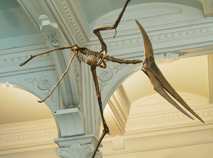Pteranodon skull pendant 3d printed 