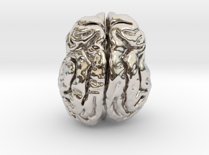 Leopard brain 3d printed