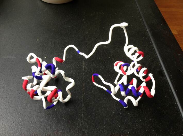 ASC Protein 3d printed negative charge (red); positive charge (blue)