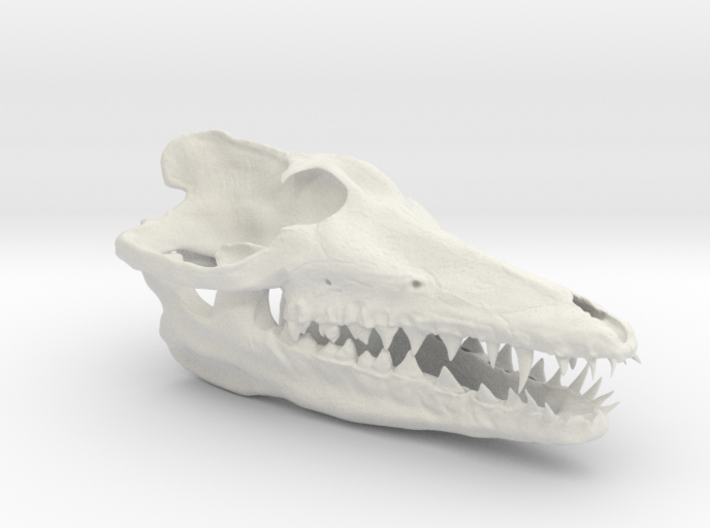 Pakicetus skull 3d printed