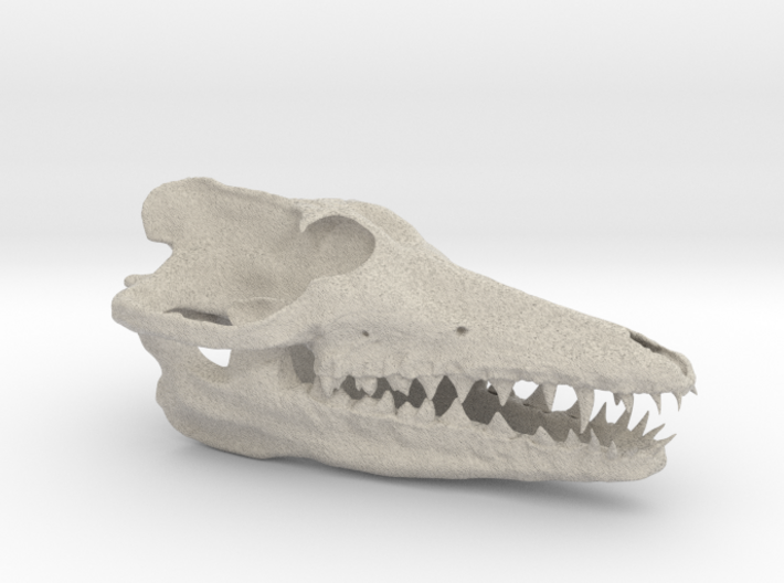 Pakicetus skull half size 3d printed