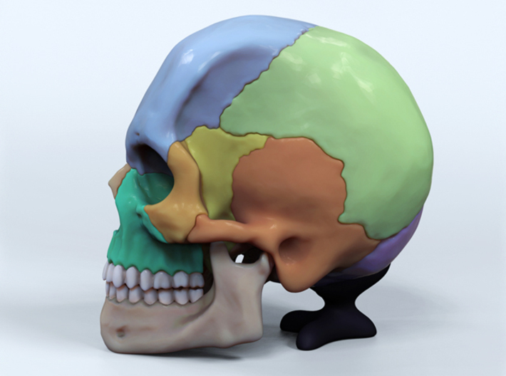 Artist Sculpted Skull For Reference 3d printed Digital render of side view