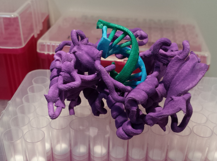 Phi29 Polymerase 3d printed White Strong &amp; Flexible Plastic, hand painted with watercolor paints. The colors I chose to paint this model: Protein: Purple ---  Old DNA strand: Green ---  Newly synthesized DNA and incoming NTP: Blue ---  Magnesium ions: Orange