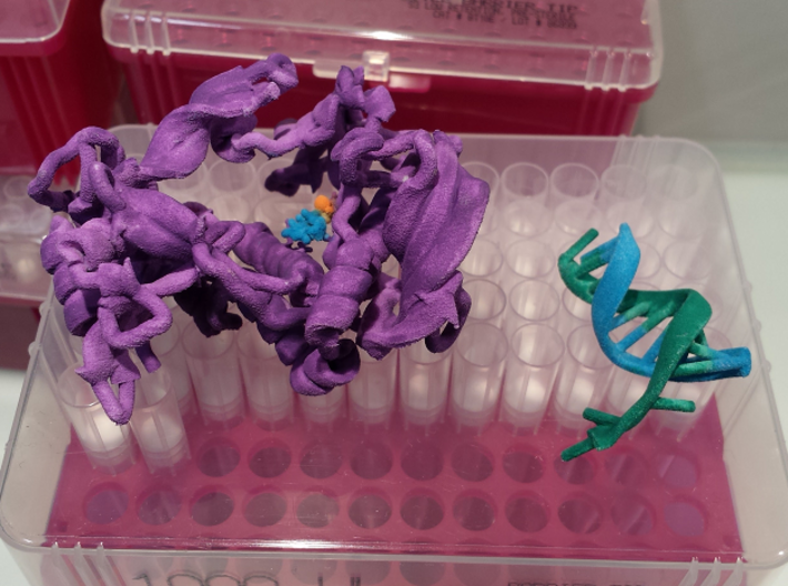 Phi29 Polymerase 3d printed White Strong & Flexible Plastic, hand painted with watercolor paints. The colors I chose to paint this model:
Protein: Purple --- 
Old DNA strand: Green --- 
Newly synthesized DNA and incoming NTP: Blue --- 
Magnesium ions: Orange