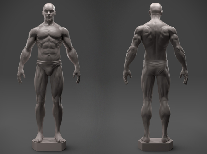 Male Anatomy Sculpture 3d printed 