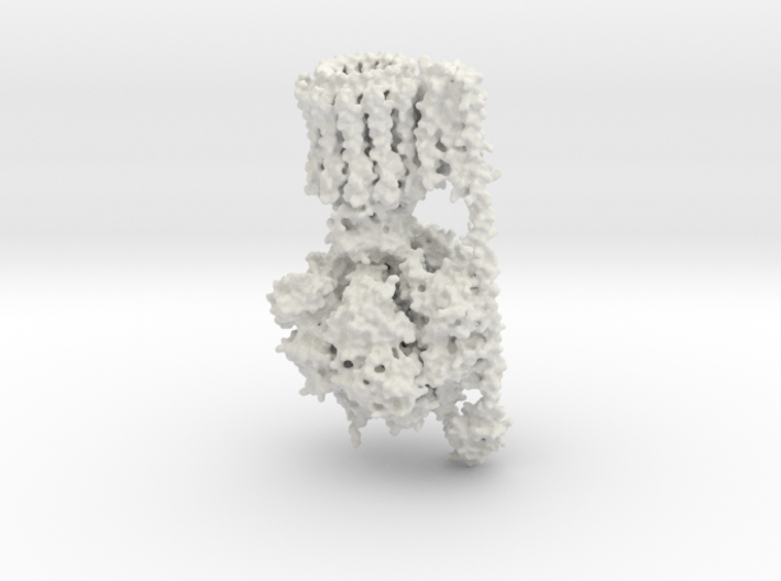 ATP Synthase 3d printed