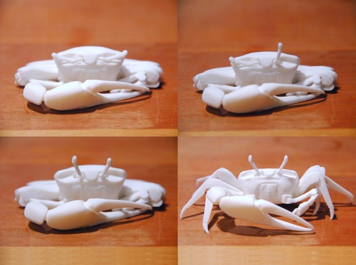 Articulated Fiddler Crab (Uca pugilator) 3d printed 