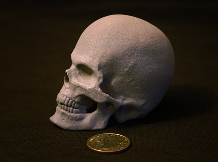 Human Skull 3d printed