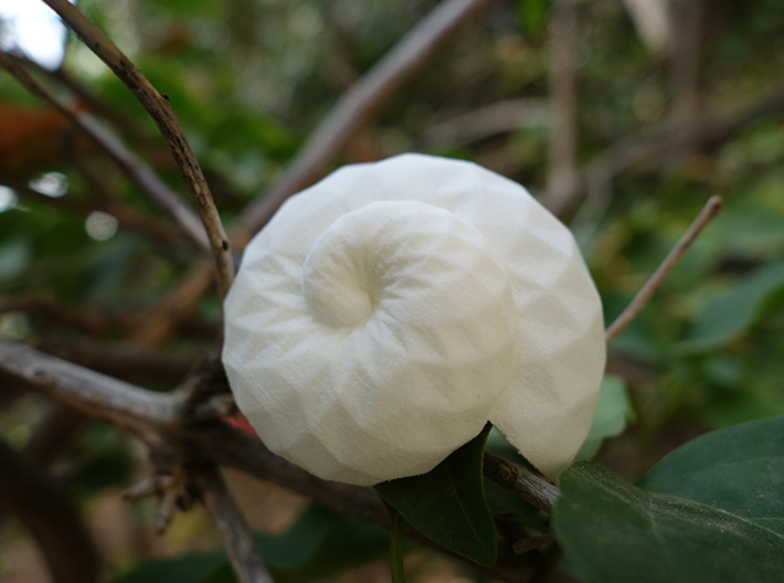 Snail Shell 3d printed Snail Shell - in White Strong and Flexible #2