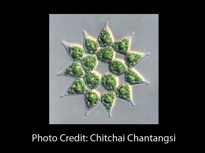 Pediastrum Algae pendant - Science Jewelry 3d printed Light Micrograph of Pediastrum