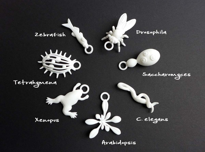 Xenopus Ornament - Science Gift 3d printed Model Organism ornaments