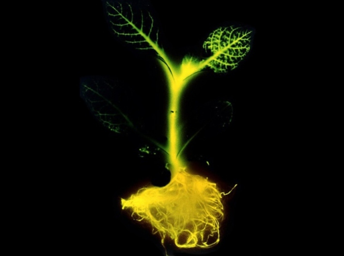 GFP, XL (Green Fluorescent Protein), 1.5 mm wire 3d printed GFP gene of jellyfish inserted into tobacco plant.