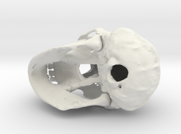 Chimpanzee skull - 77 mm 3d printed