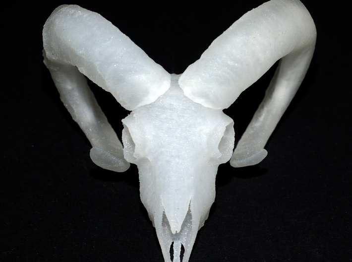 Ram Skull - 9 inches  3d printed 