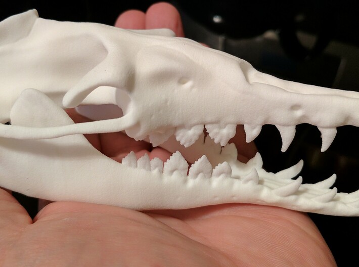 Basilosaurus Skull 3d printed