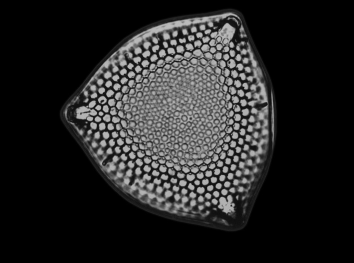 Triceratium robertsianum diatom pendant ~ 42mm tal 3d printed Triceratium robertsianum photo courtesy Dr Google
