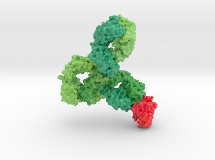 Monoclonal IgG4 Antibody bound to PD-1 5dk3 5ggr 3d printed