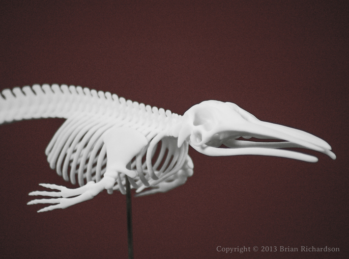 Giglioli's Whale Skeleton 3d printed 