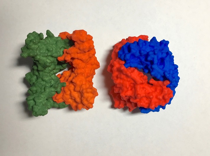 You will need 4 protein chains to assemble into a  3d printed two dimers, different angles