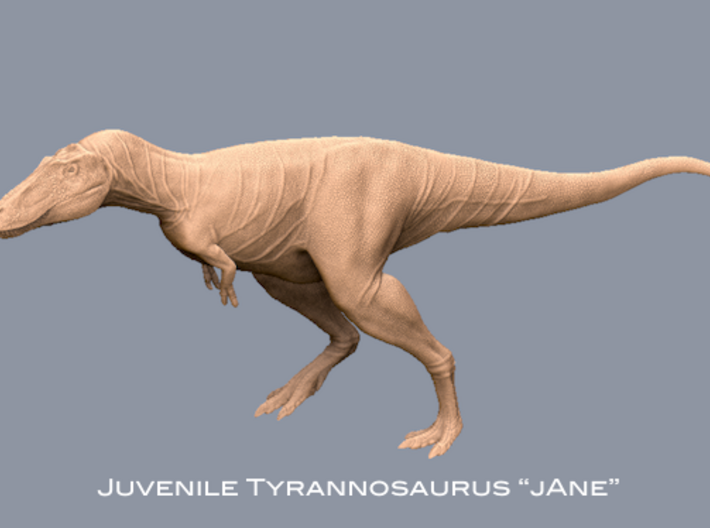 Dinosaur Tyrannosaurus rex Juvenile &quot;Jane&quot; 1:35 v2 3d printed