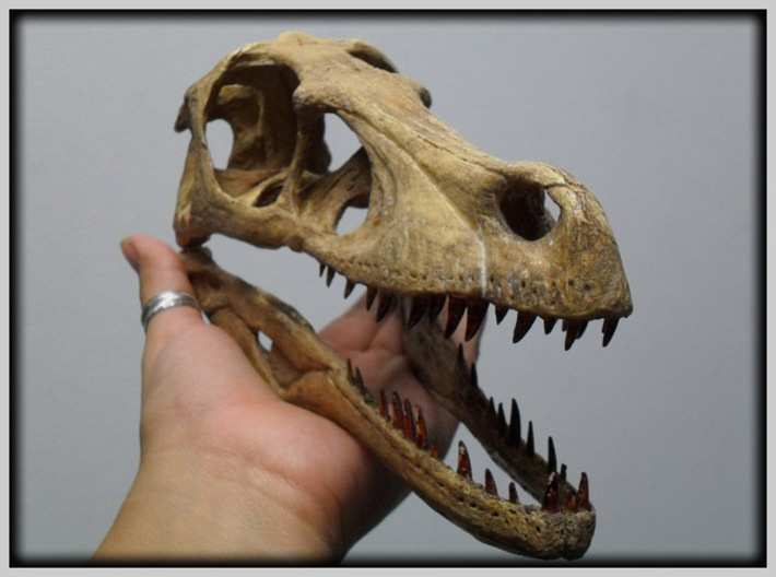  Dino Skull - Raptor Replica 3d printed REAL full sized museum exhibit NOT a 3D print !