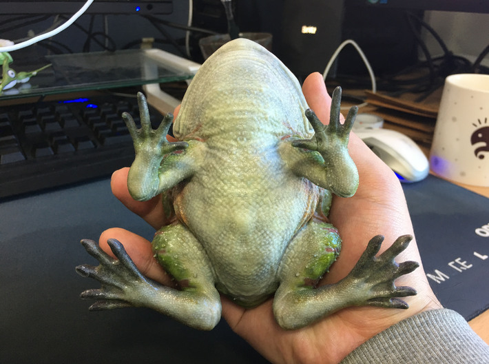 Beelzebufo (small size / middle size-color)  3d printed 