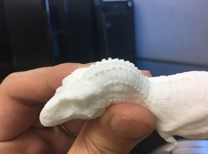 Daspletosaurus (Medium/ Large size) 3d printed 