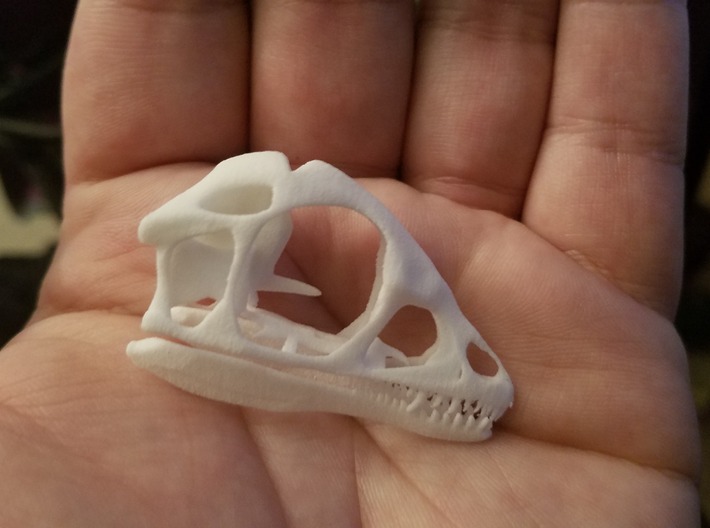 1:1 Scipionyx skull and jaw 3d printed
