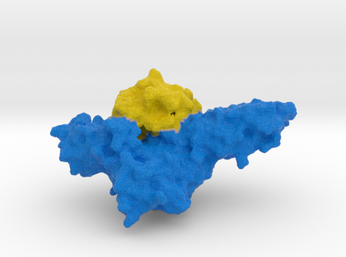 GM-CSF Receptor with Cytokine 3d printed