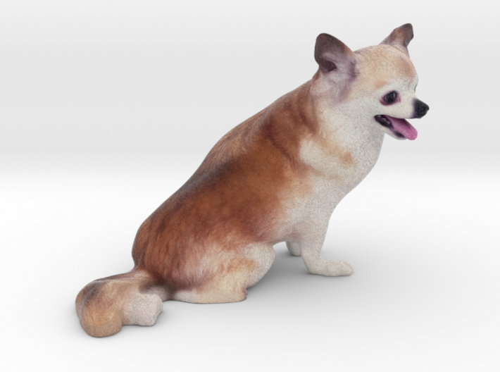 Brown White Long Haired Chihuahua 001 3d printed
