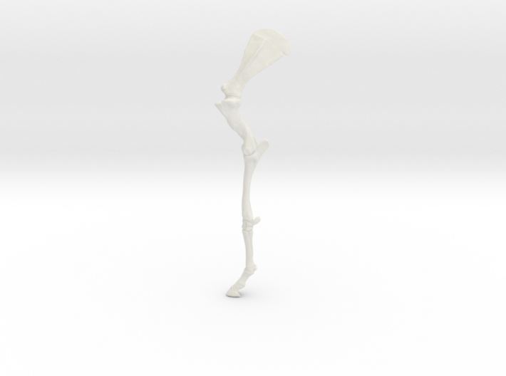 HorseSkeleton_LeftForelimb_18cmtall 3d printed