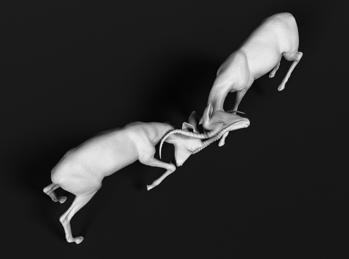 Impala 1:16 Fighting Males 3d printed 