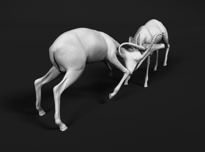 Impala 1:16 Fighting Males 3d printed 