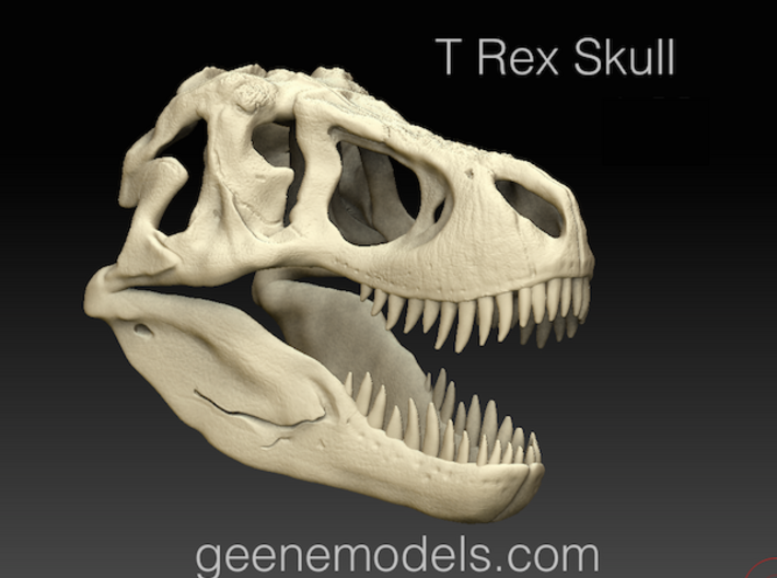 Tyrannosaurus Dinosaur Skull - T-Rex Skull 1:40 3d printed