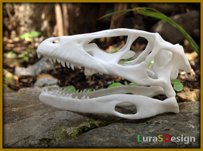 Dino Skull - Raptor Replica 3d printed fresh white print before dyeing