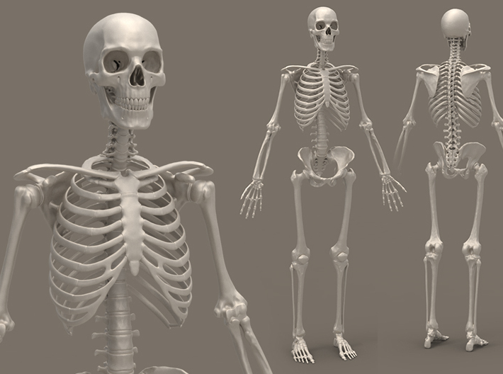 Human Skeleton 1 6 Scale 30 Cm L53srrcnr By Manuelf Madefun3d