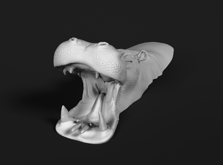 Hippopotamus 1:12 Mouth Open in Water 2 3d printed 