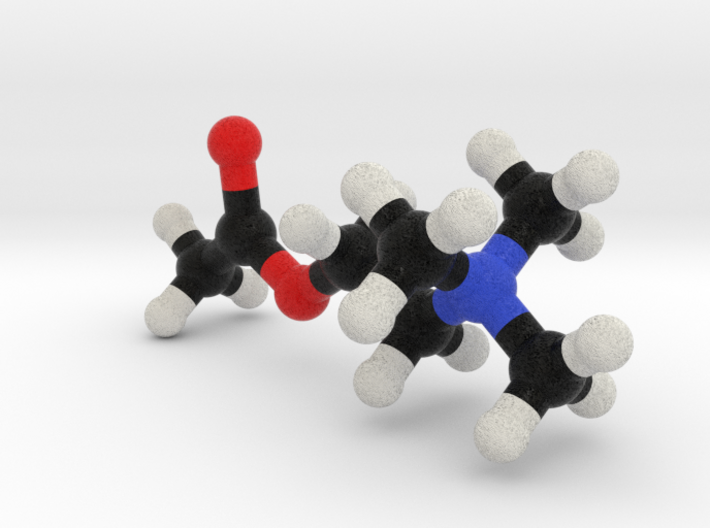 AcetylCholine Molecule Model. 3 Sizes. 3d printed