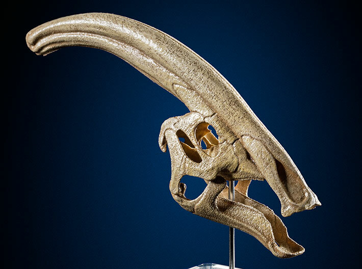 Parasaurolophus - dinosaur skull replica 3d printed Actual photo of product
