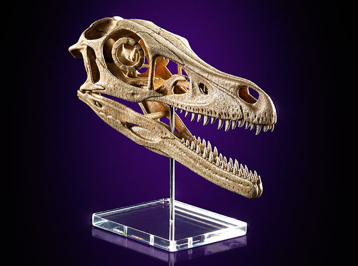 Velociraptor - dinosaur skull replica 3d printed Photo of product