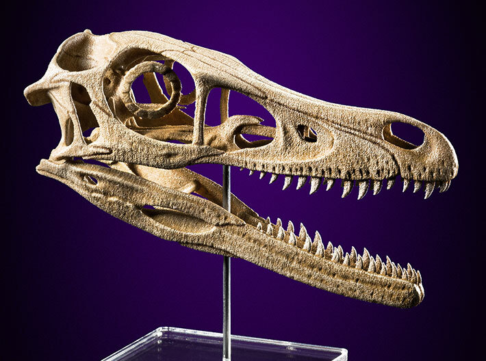 Velociraptor - dinosaur skull replica 3d printed Actual photo of model