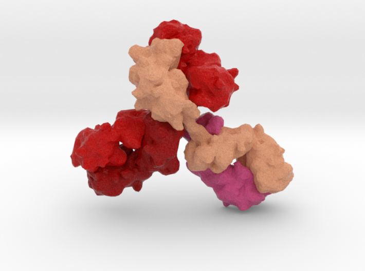 Immunoglobulin Antibody 3d printed