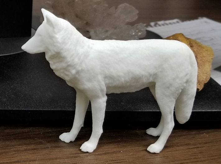 North American Gray Wolf 3d printed 