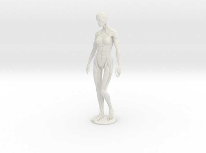Female form robotic anatomy 20cm 3d printed 