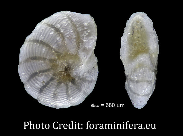 Peneroplis Foraminiferan Pendant 3d printed 