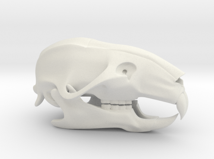 Mouse Rat Skull 3D Printed Model 3d printed Rat Skull 3D Printed