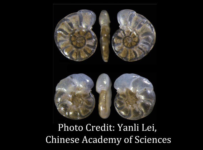 Hyalinea Foraminiferan Pendant  3d printed 