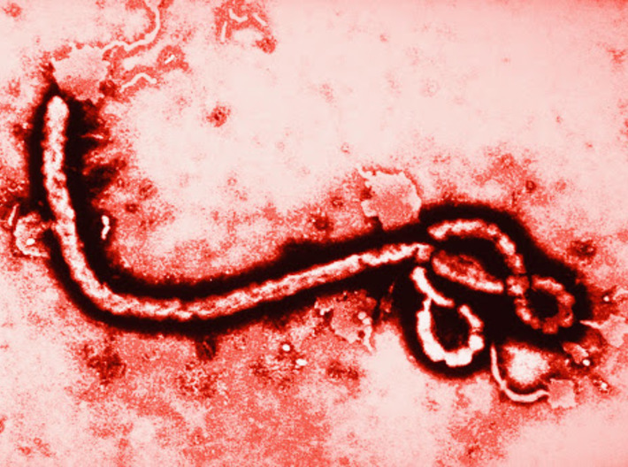 Ebola Virus 3d printed